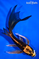 5.75" ARAGOKE BENI KIKOKURYU BUTTERFLY