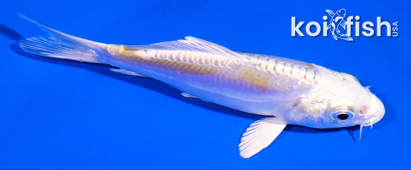 4.5" DOITSU LEMON HARIWAKE