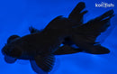 5" BLACK MOOR GOLDFISH