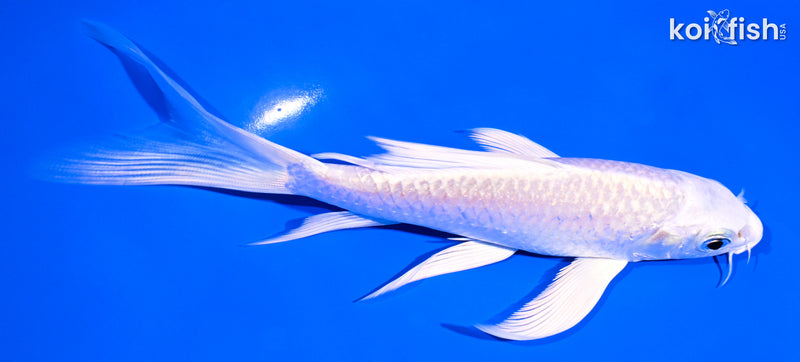 6" PLATINUM OGON BUTTERFLY