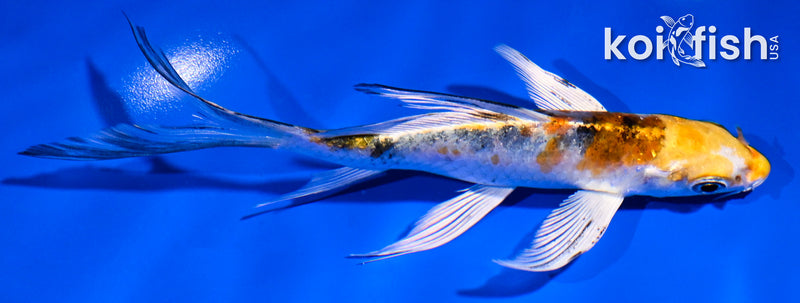 5.5" YAMATO NISHIKI BUTTERFLY