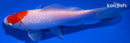 6.75" TANCHO SARASA COMET GOLDFISH