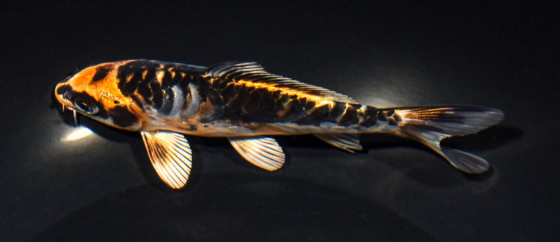 5.25" ARAGOKE BENI KIKOKURYU