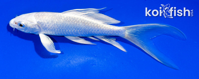 5" GINRIN PLATINUM OGON BUTTERFLY