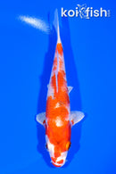 6" HARIWAKE