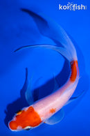 6" KOHAKU BUTTERFLY