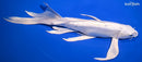 10" DOITSU PLATINUM OGON BUTTERFLY