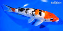 8.5" GINRIN SANKE