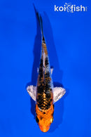 4" YAMATO NISHIKI