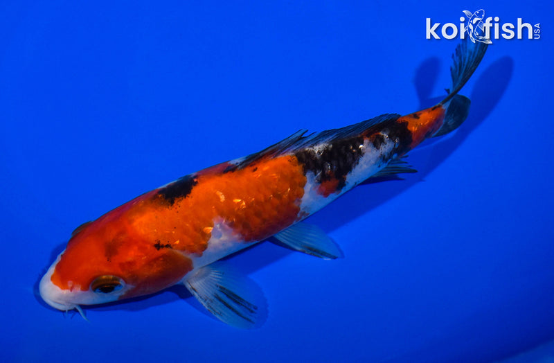 6.75" GINRIN SANKE