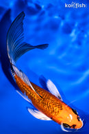 5.5" GINRIN KUJAKU BUTTERFLY