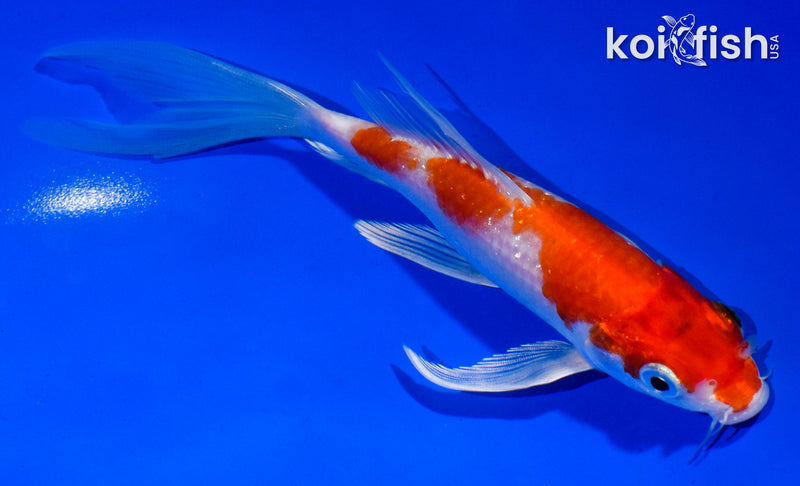 6" HARIWAKE BUTTERFLY