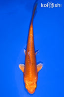 5.5" DOITSU ORENJI OGON