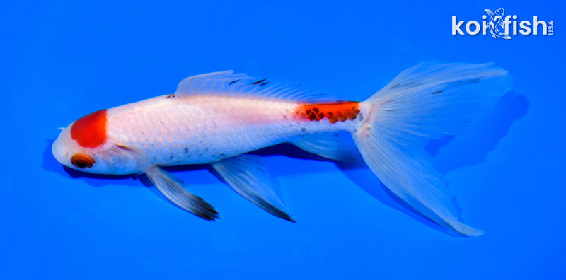 6" MARUTEN WATONAI GOLDFISH