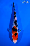 5.25" SANKE