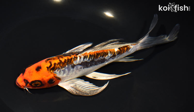 8" ARAGOKE BENI KIKOKURYU BUTTERFLY