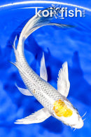 7.75" KUJAKU BUTTERFLY