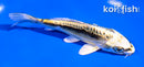 4.5" KIN KIKOKURYU