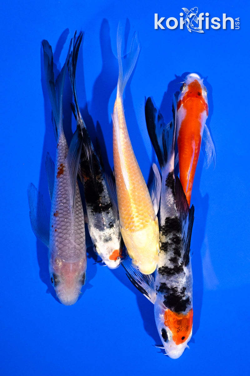 PACK OF (5) 4-5.5" BUTTERFLY KOI