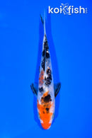 6" GINRIN ARAGOKE SANKE