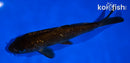 5.5" GINRIN CHAGOI