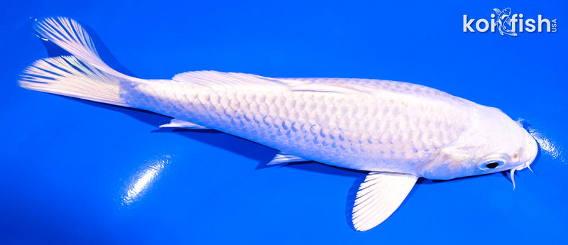 6.75" PLATINUM OGON
