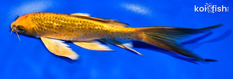 7" GINRIN ORENJI MATSUBA BUTTERFLY