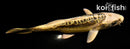 5.5" KIN KIKOKURYU