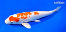 9.25" ARAGOKE KIKUSUI