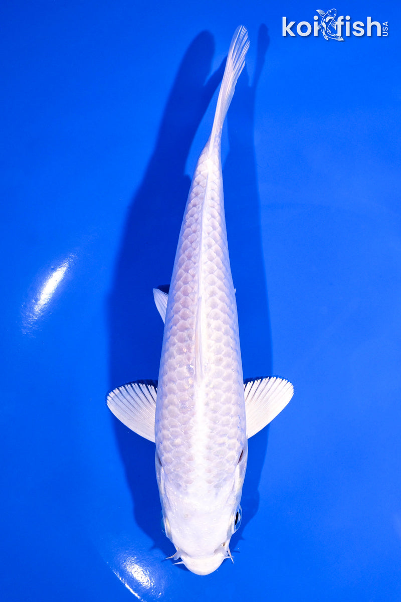 6.75" PLATINUM OGON