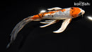 7.5" YAMATO NISHIKI BUTTERFLY
