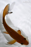 5.25" CHAGOI BUTTERFLY