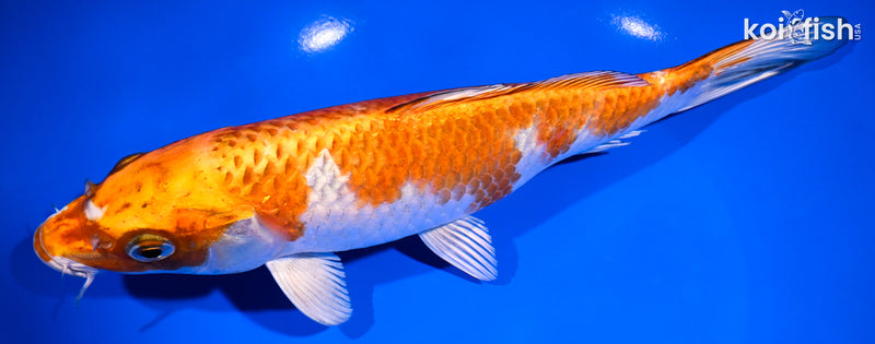 9.25" HARIWAKE