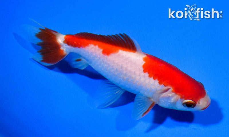 4.5" SARASA WAKIN GOLDFISH