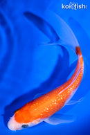 6" GINRIN KOHAKU BUTTERFLY
