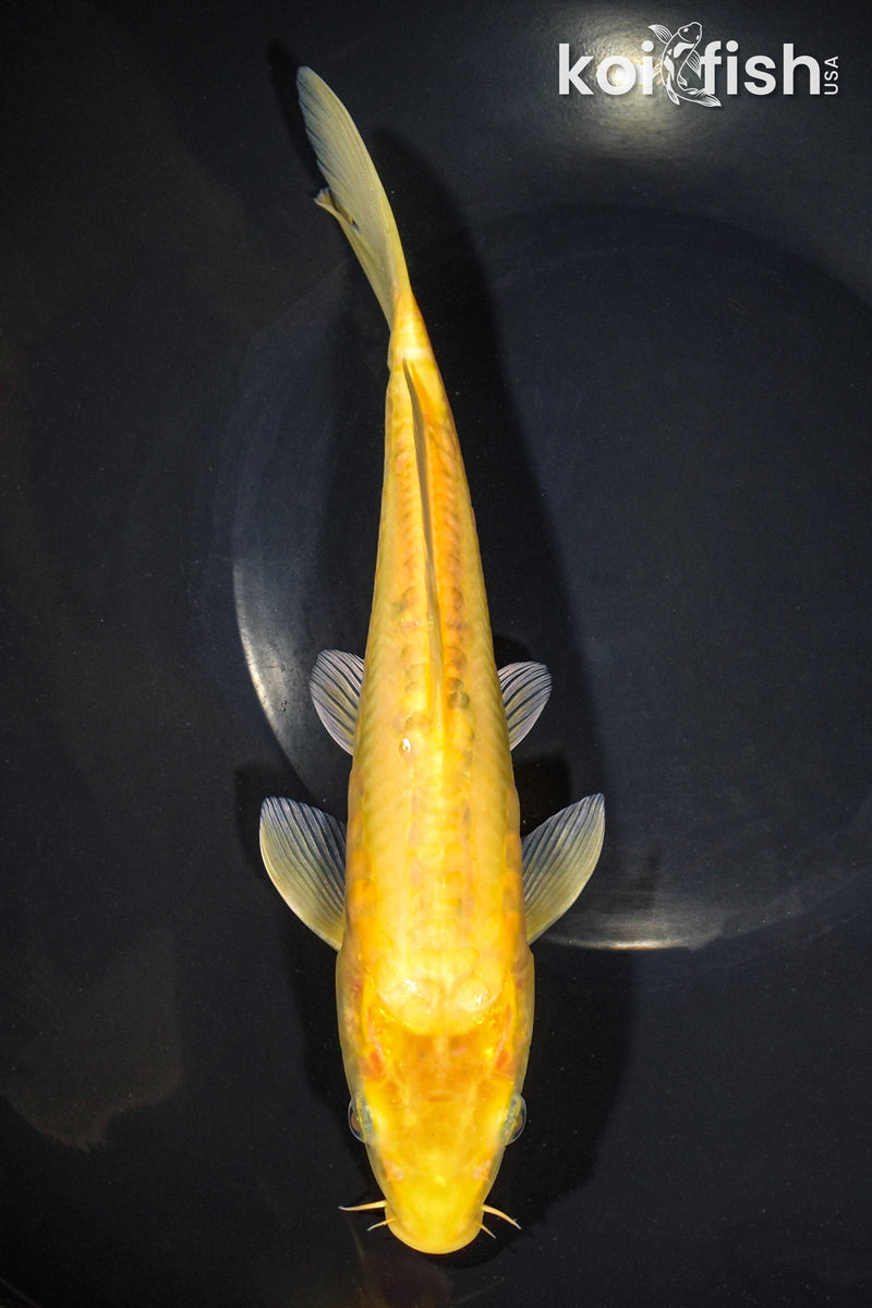 9.75" ARAGOKE KIGOI