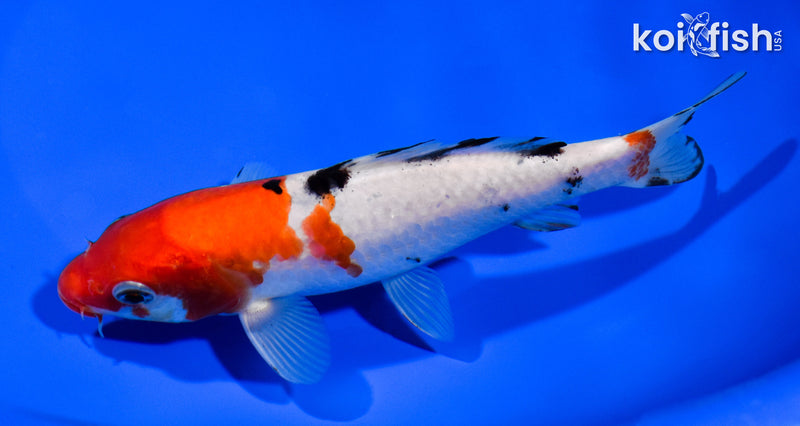 6.5" SANKE