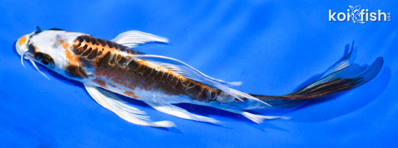 6" BENI KIKOKURYU BUTTERFLY