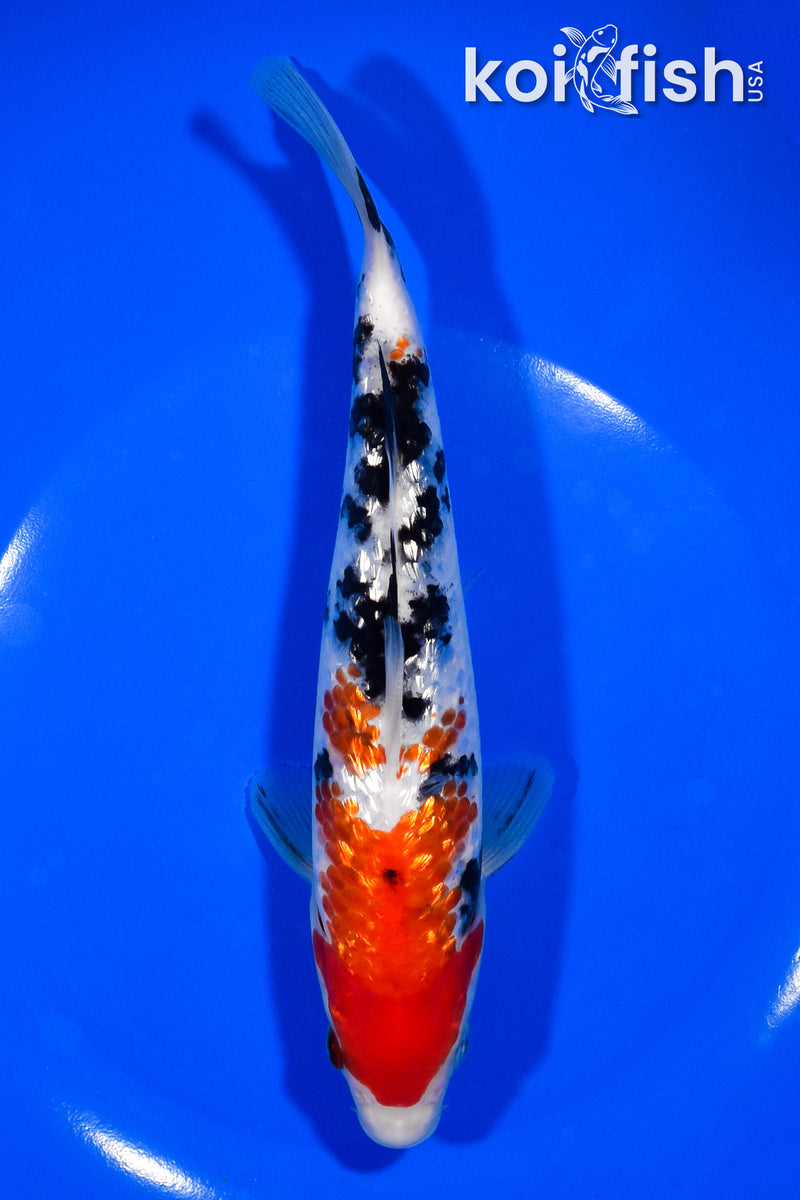 7.5" GINRIN SANKE