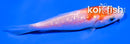 4" GINRIN KOHAKU