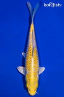 6.25" LEMON HARIWAKE