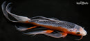 11" ASAGI BUTTERFLY