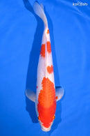12.25" KOHAKU