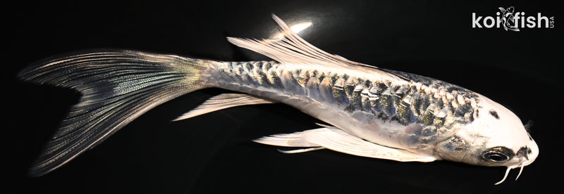 5.75" GINRIN ARAGOKE KIKOKURYU BUTTERFLY