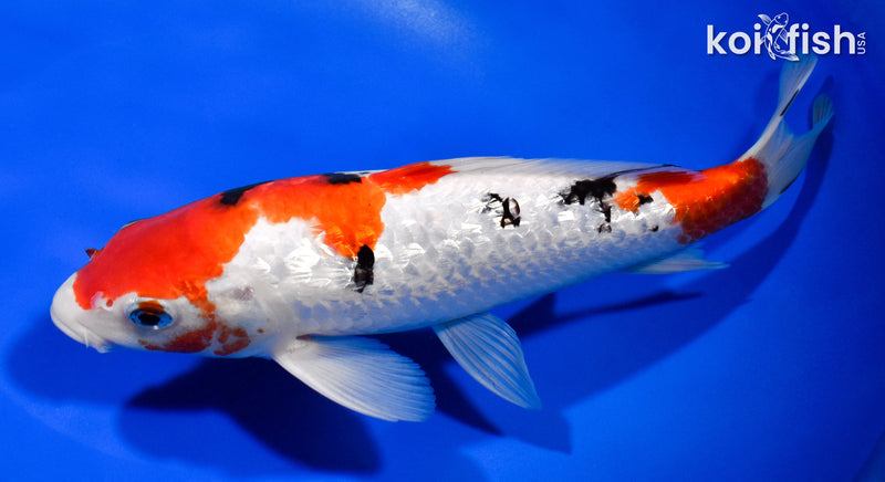 9.75" GINRIN SANKE