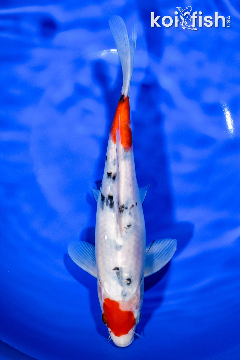 9.25" MARUTEN SANKE