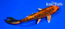 4.5" ARAGOKE KIN ORENJI MATSUBA