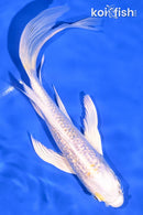 7.25" GINRIN LEMON HARIWAKE BUTTERFLY