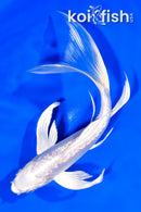 8" DOITSU PLATINUM OGON BUTTERFLY