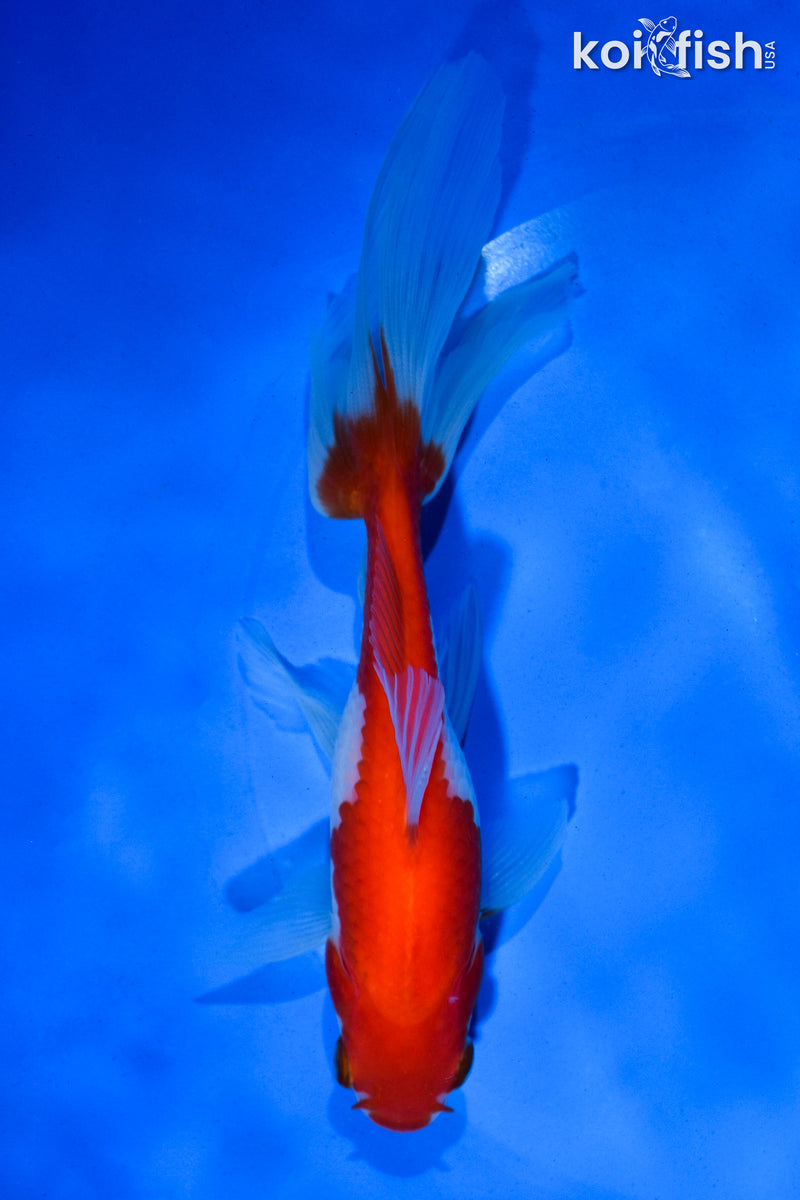5.5" WAKIN GOLDFISH
